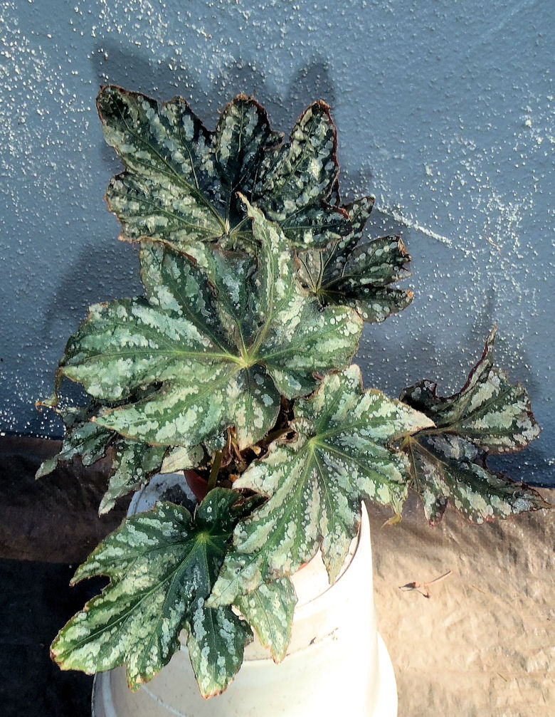 B. ‘Michael Brigham’